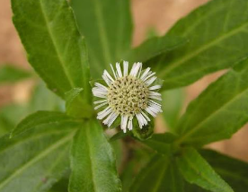 ECLIPTA PROSTRATA EXTRACT